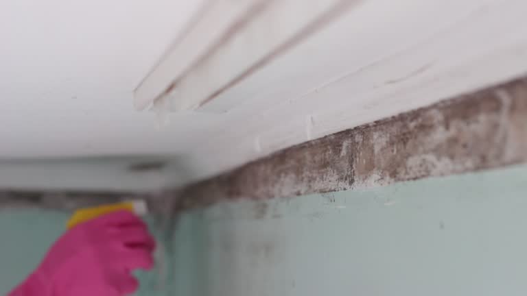 Best Black Mold Removal  in Prospect Park, NJ